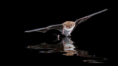 A bat swooping in on a small insect on the water in the darkness