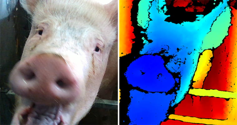 Split screen image showing a close-up of a pig's face and the same face rendered in block colours
