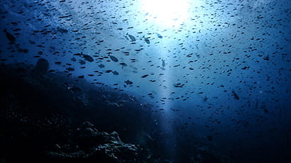 Image depicting an underwater ocean shot with a backdrop of swirling fish