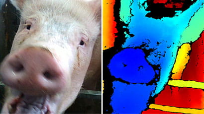 Facial recognition technology aims to detect emotional state in pigs