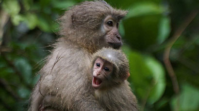 Conservation plan could help endangered primates in Africa