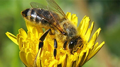 Urgent need to classify monitor and protect declining pollinators report concludes