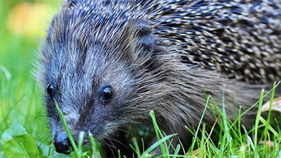 UWE Bristol recognised for hedgehog-friendly campus